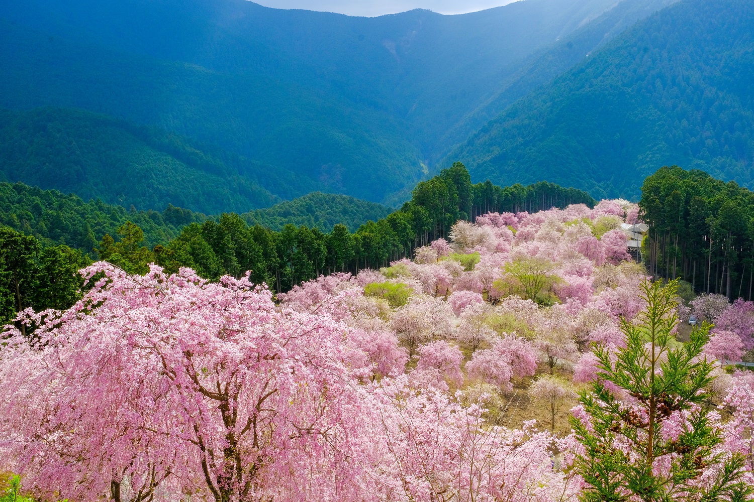 高見の郷しだれ桜