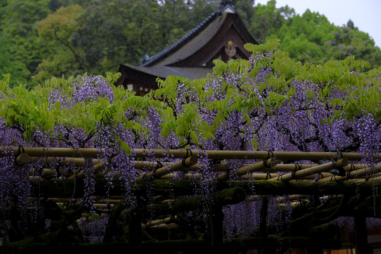 春日大社・萬葉植物園