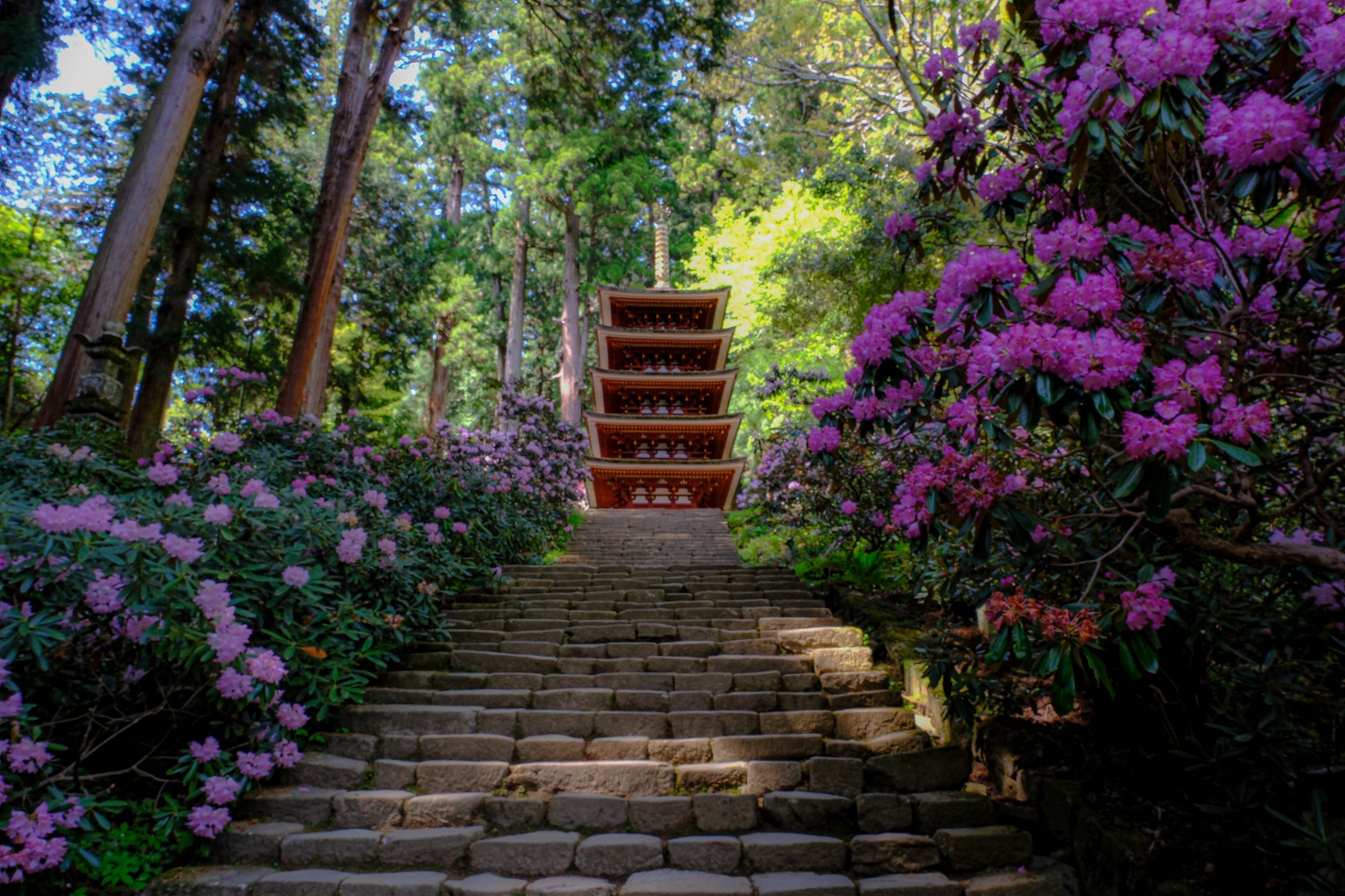 宇陀市室生寺石楠花