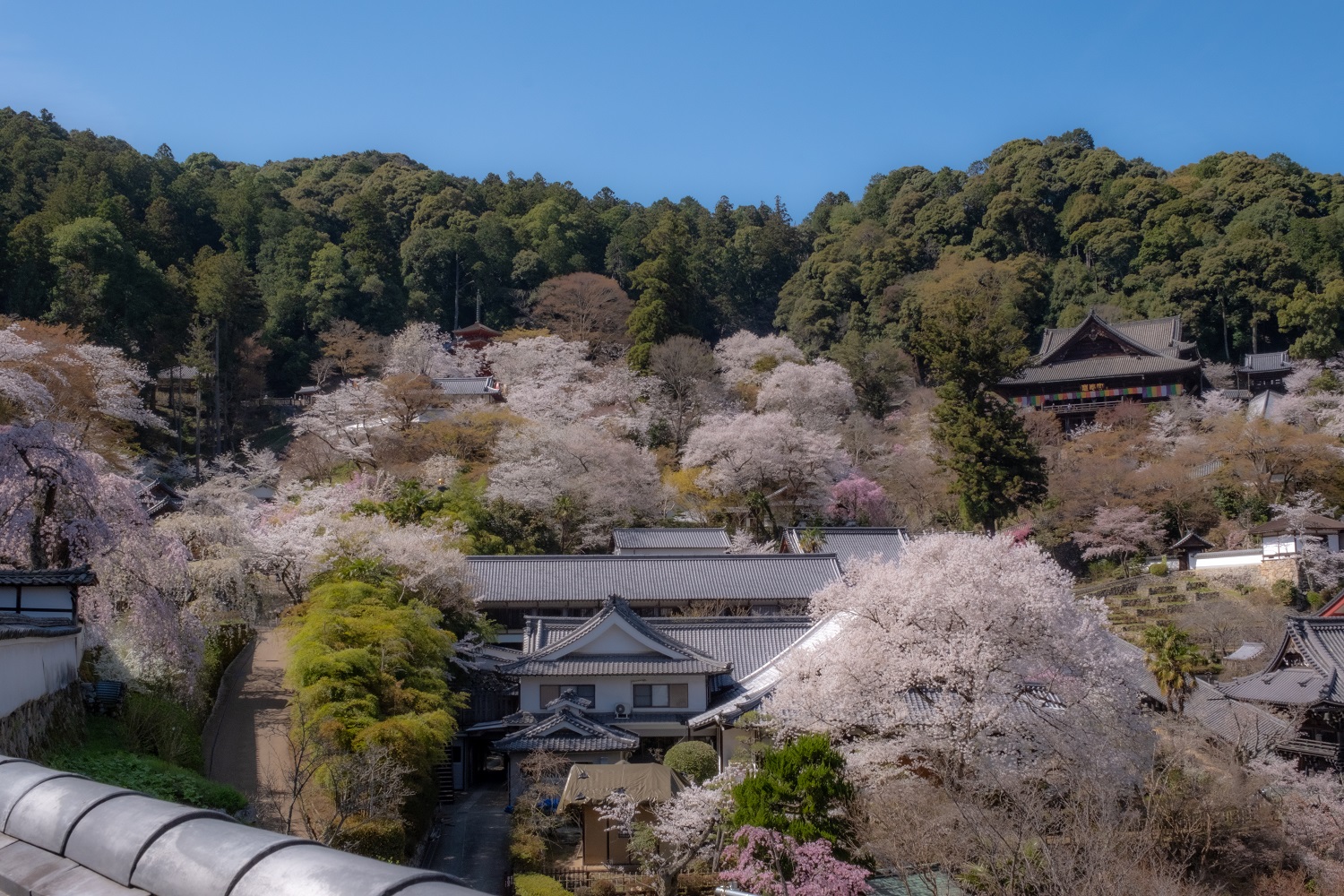 長谷寺の桜