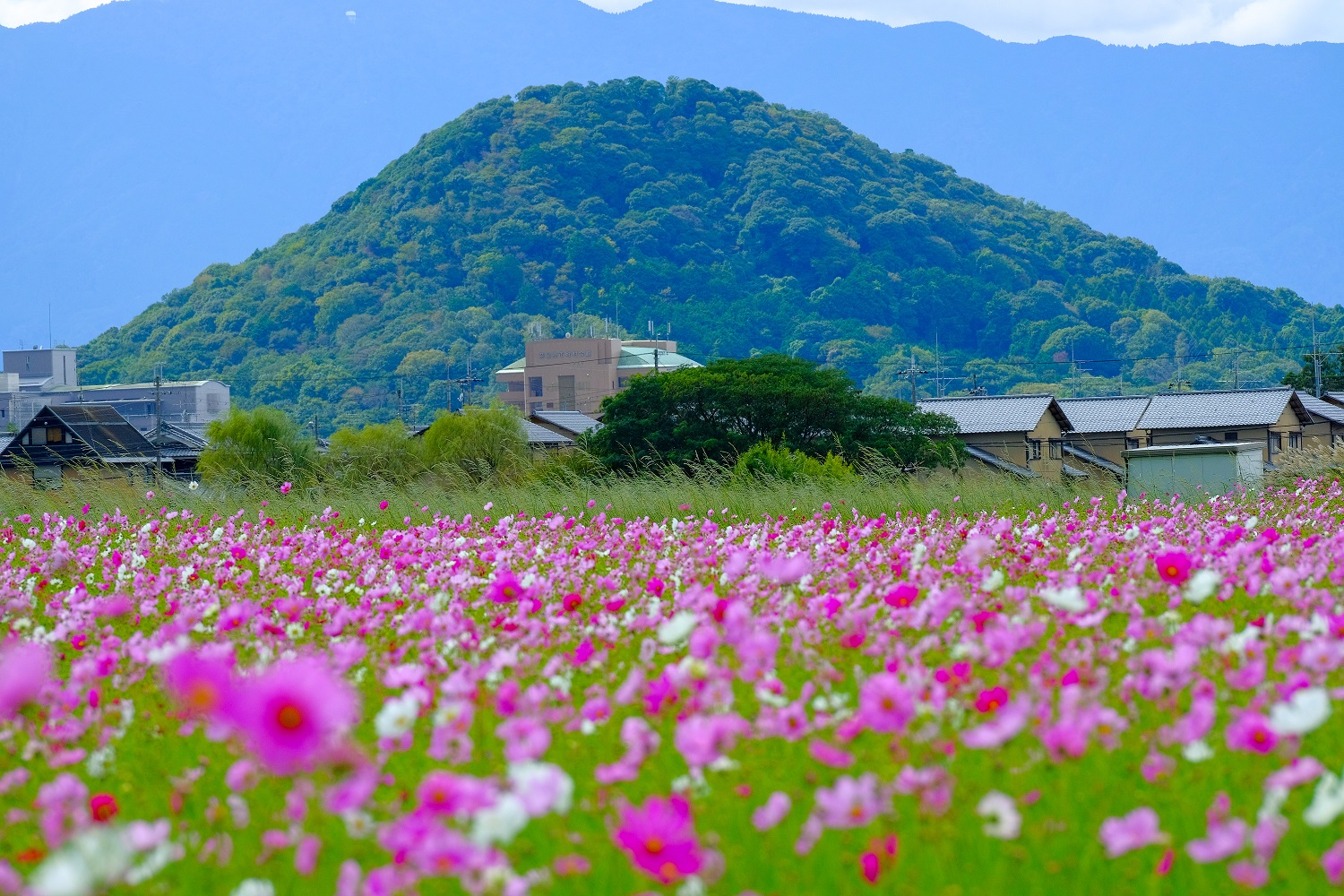 藤原京跡