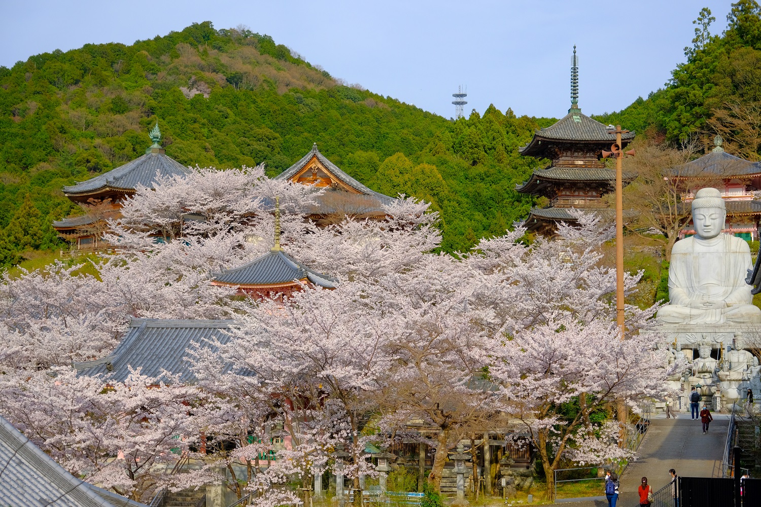 壷阪寺の春