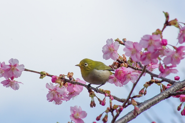 桜とメジロ