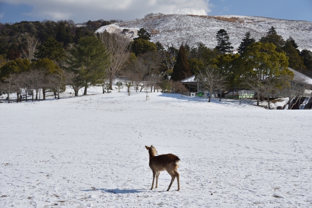 奈良公園　雪