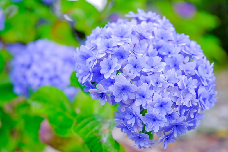 吉野神宮_紫陽花