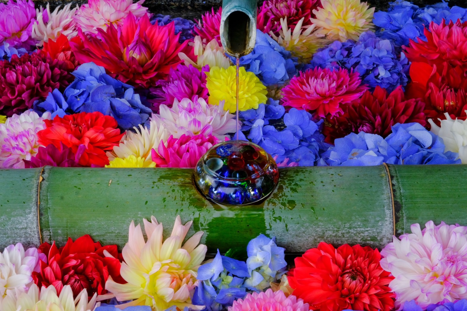 岡寺_花手水 岡寺_花手水