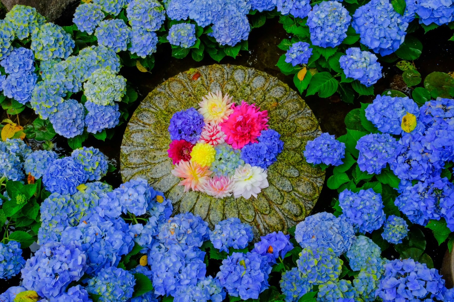 岡寺_池 岡寺_池