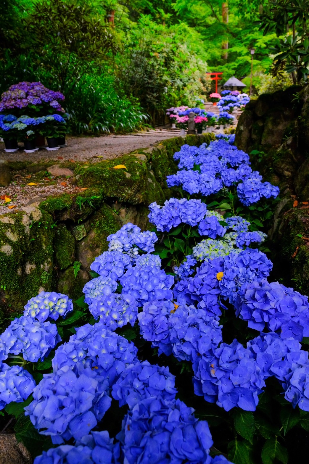 岡寺_あじさい回廊