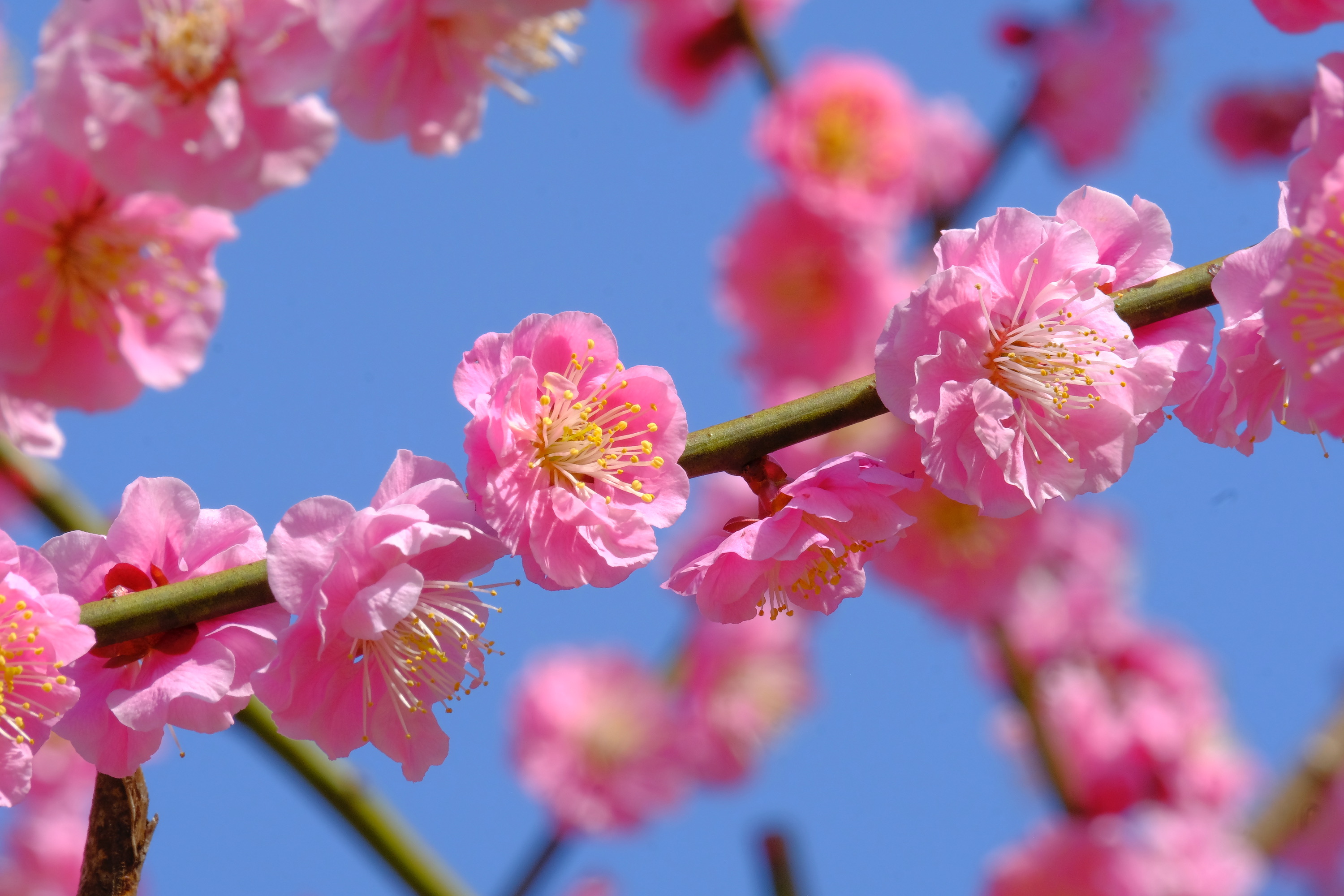 奈良県の梅スポット 片岡梅林 奈良女子大学 学生様向け 大学生協提携 賃貸情報サイト なら女子