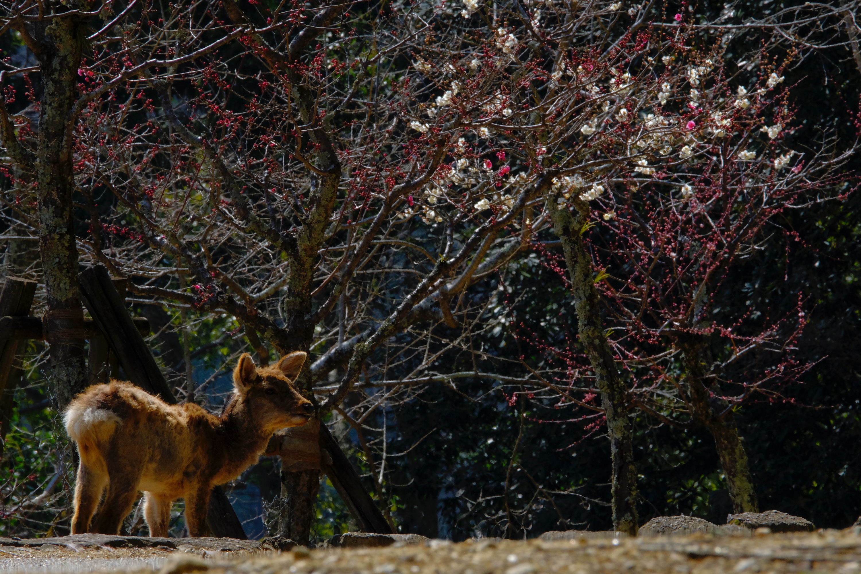 奈良県の梅スポット 片岡梅林 奈良女子大学 学生様向け 大学生協提携 賃貸情報サイト なら女子