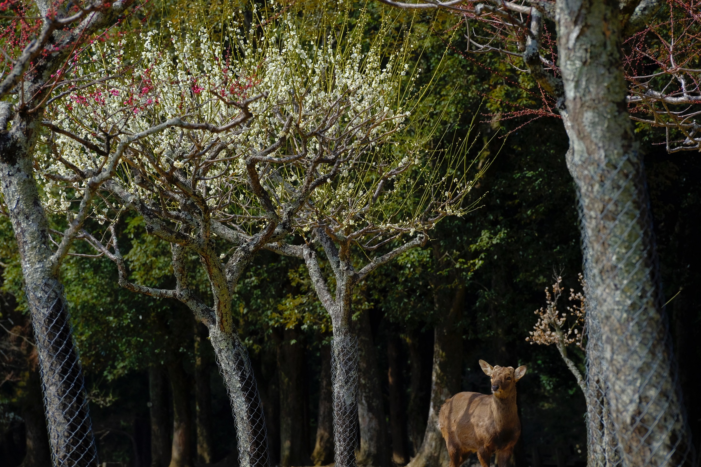 奈良県の梅スポット 片岡梅林 奈良の賃貸情報サイト なら賃貸ぐらし 賃貸のことならmaruwa