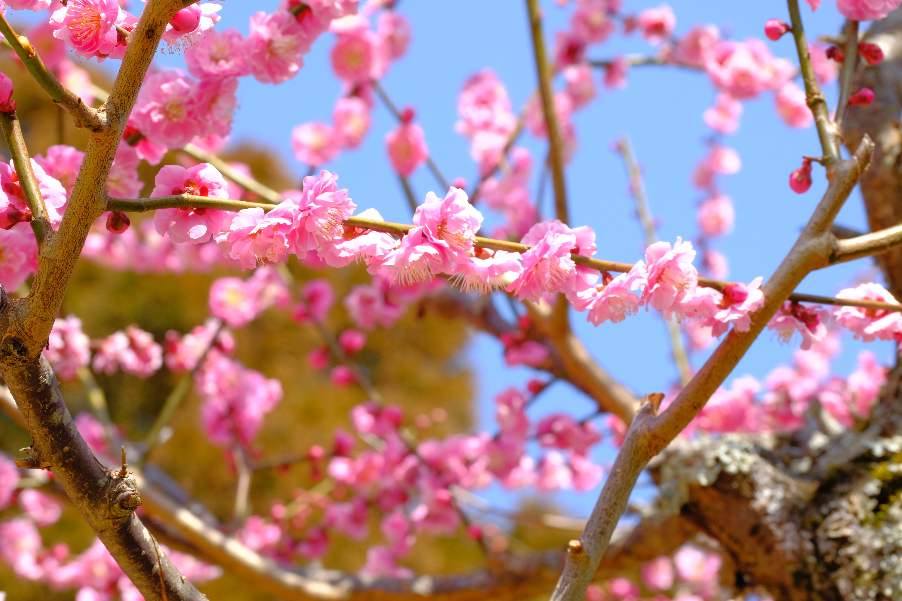 奈良県の梅スポット 片岡梅林 奈良女子大学 学生様向け 大学生協提携 賃貸情報サイト なら女子