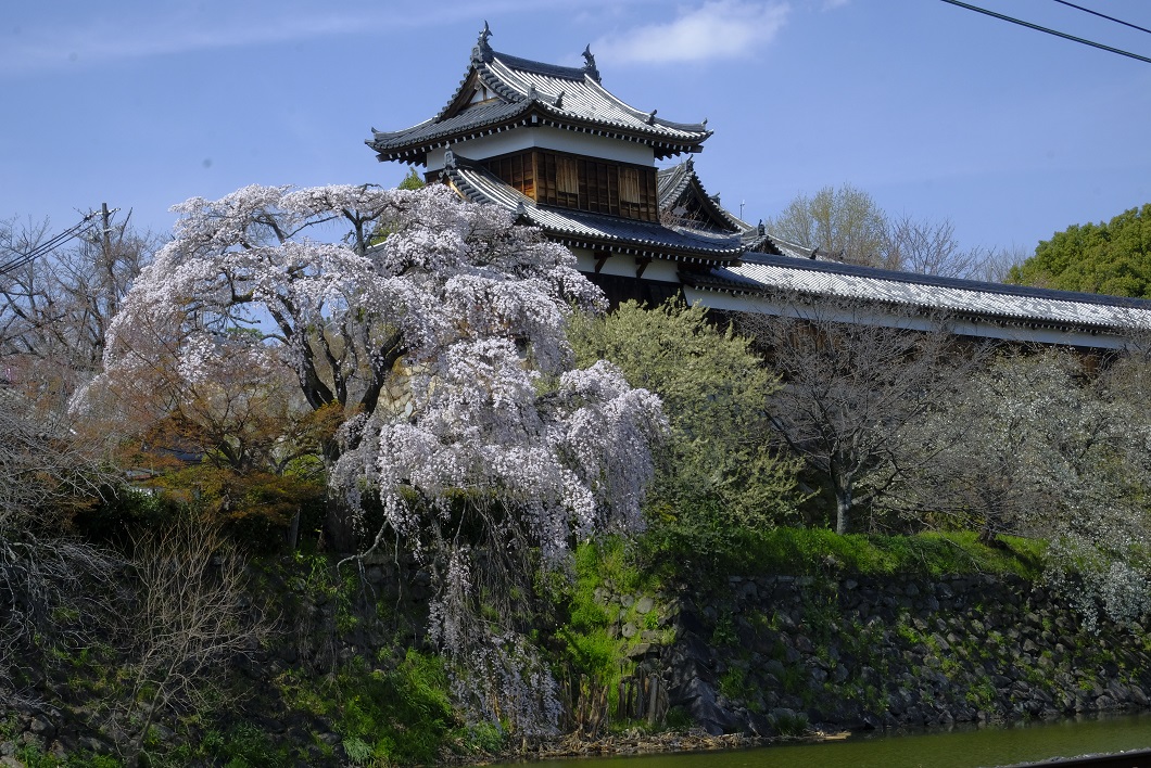 郡山城の桜