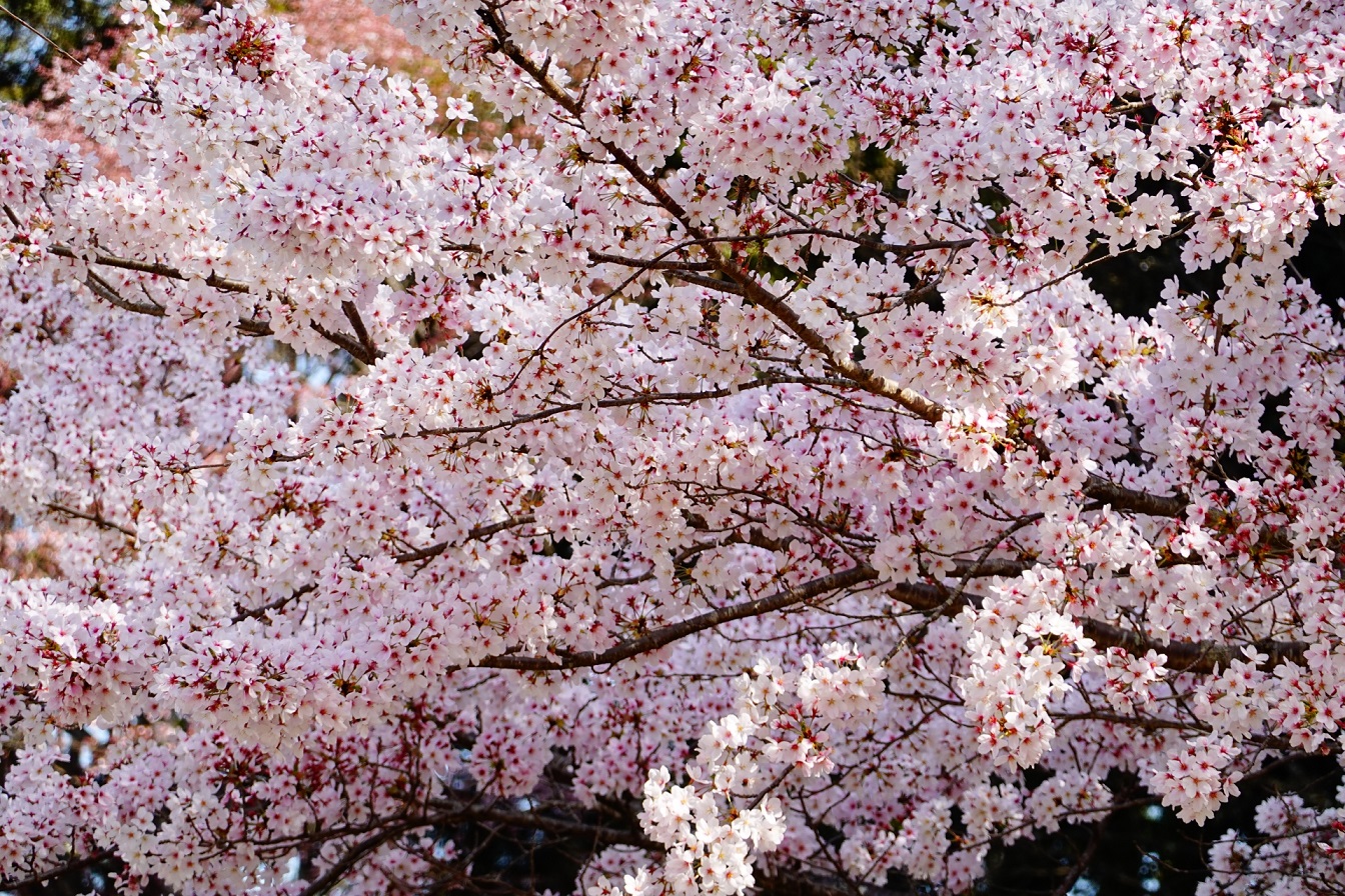 奈良_桜_名所_賃貸_丸和不動産